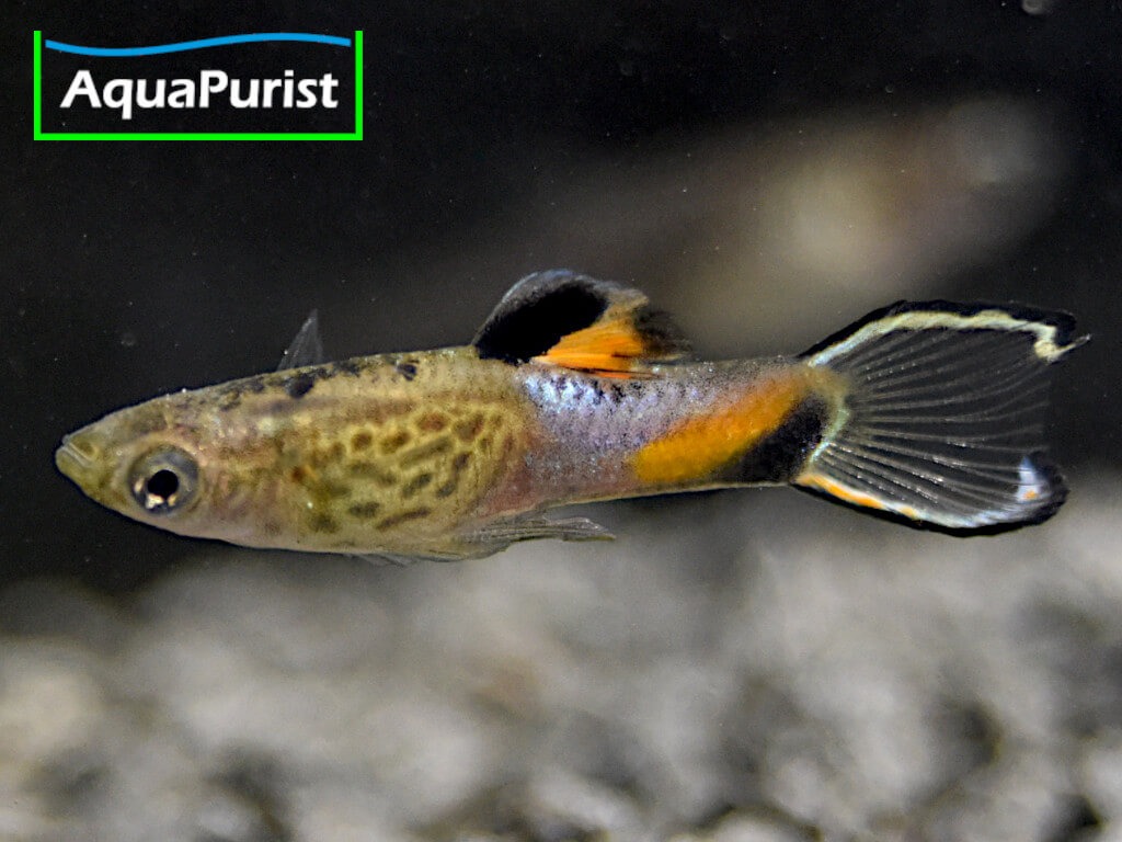 Endler Guppy „Snakeskin“ (Poecilia wingei) – Campoma No. 31