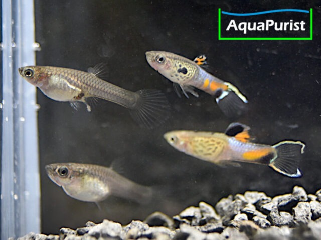 Endler Guppy „Snakeskin“ (Poecilia wingei) – Campoma No. 31