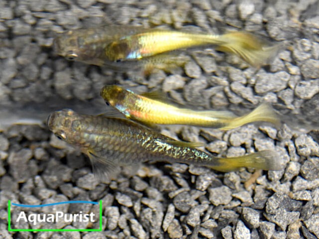 Gold Guppy Hochzucht Rundschwanz (Poecilia reticulata) Gold Guppy Hochzucht Rundschwanz (Poecilia reticulata)