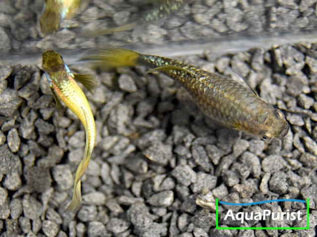 Gold Guppy Hochzucht Rundschwanz (Poecilia reticulata) Gold Guppy Hochzucht Rundschwanz (Poecilia reticulata)