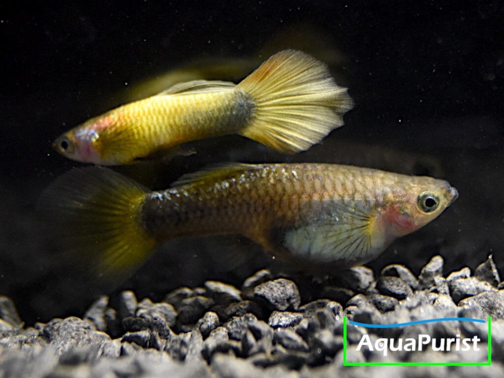 Gold Guppy Hochzucht Rundschwanz (Poecilia reticulata) Gold Guppy Hochzucht Rundschwanz (Poecilia reticulata)
