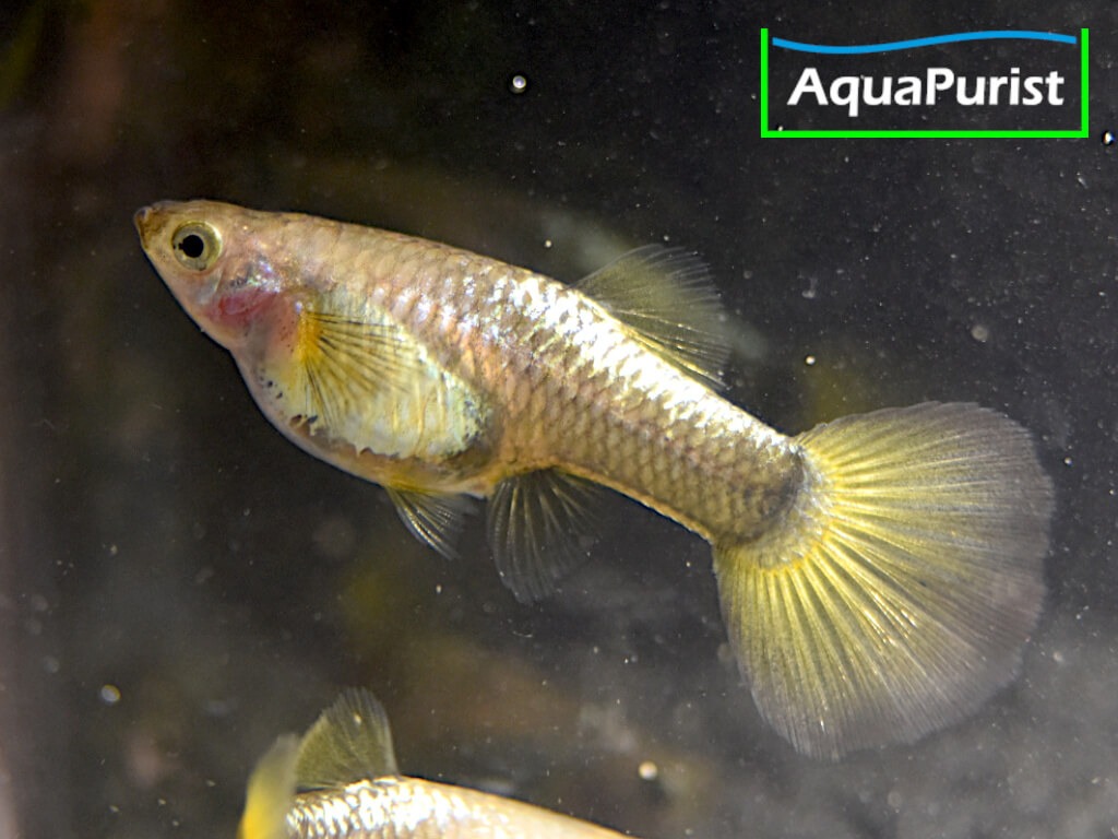 Gold Guppy Hochzucht Rundschwanz (Poecilia reticulata) Gold Guppy Hochzucht Rundschwanz (Poecilia reticulata)