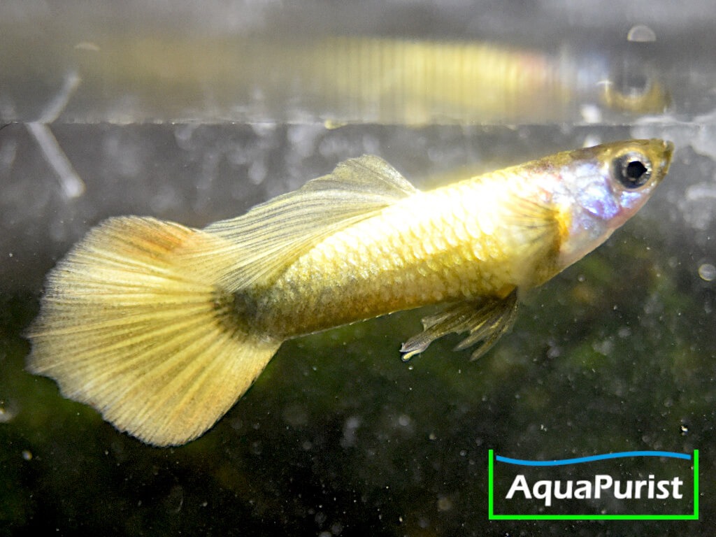 Gold Guppy Hochzucht Rundschwanz (Poecilia reticulata) Gold Guppy Hochzucht Rundschwanz (Poecilia reticulata)
