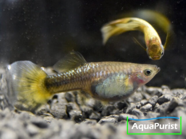Gold Guppy Hochzucht Rundschwanz (Poecilia reticulata) Gold Guppy Hochzucht Rundschwanz (Poecilia reticulata)