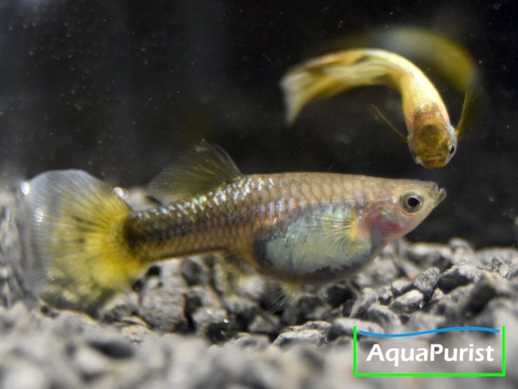 Gold Guppy Hochzucht Rundschwanz (Poecilia reticulata) Gold Guppy Hochzucht Rundschwanz (Poecilia reticulata)