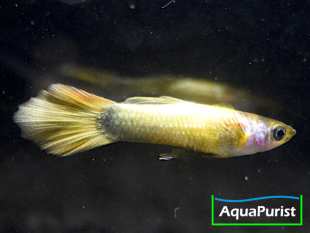 Gold Guppy Hochzucht Rundschwanz (Poecilia reticulata) Gold Guppy Hochzucht Rundschwanz (Poecilia reticulata)