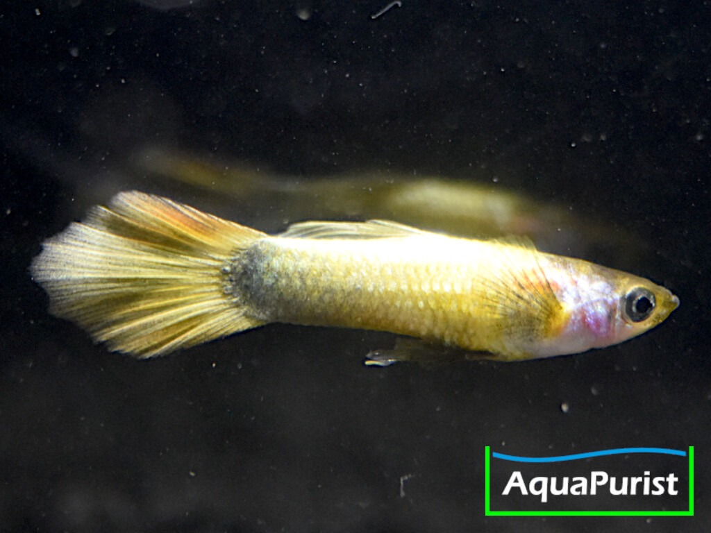 Gold Guppy Hochzucht Rundschwanz (Poecilia reticulata) Gold Guppy Hochzucht Rundschwanz (Poecilia reticulata)
