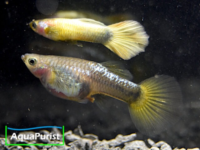 Gold Guppy Hochzucht Rundschwanz (Poecilia reticulata) Gold Guppy Hochzucht Rundschwanz (Poecilia reticulata)