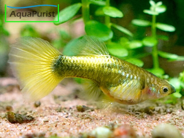 Gold Guppy Hochzucht Rundschwanz Goldfarbener Guppy mit runder Schwanzflosse