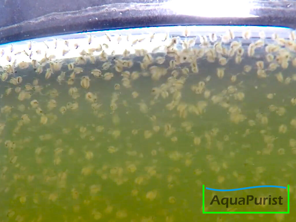 Moina macropoca - Japanischer Kugel-Wasserfloh