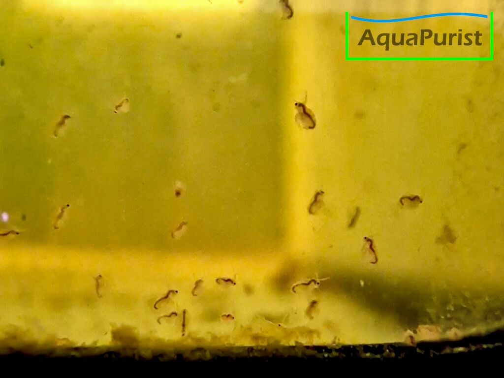 Moina macropoca - Japanischer Kugel-Wasserfloh