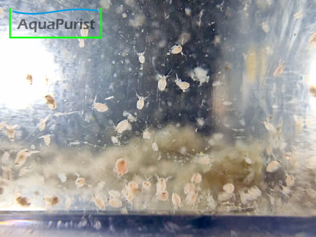 Moina macropoca - Japanischer Kugel-Wasserfloh
