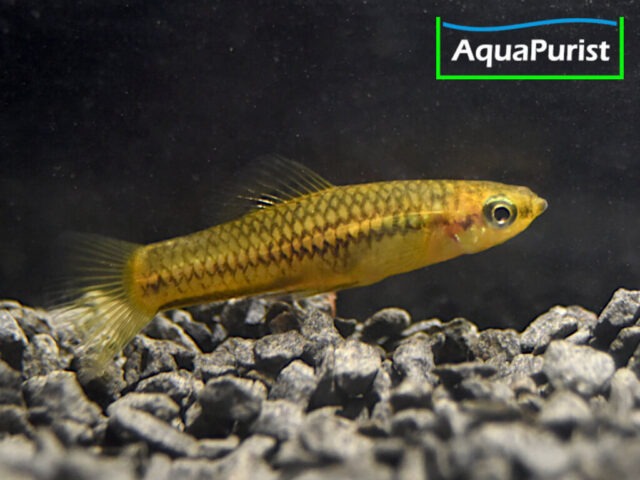 Zwergschwertträger (Xiphophorus pygmaeus)