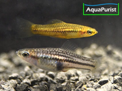 Zwergschwertträger (Xiphophorus pygmaeus)