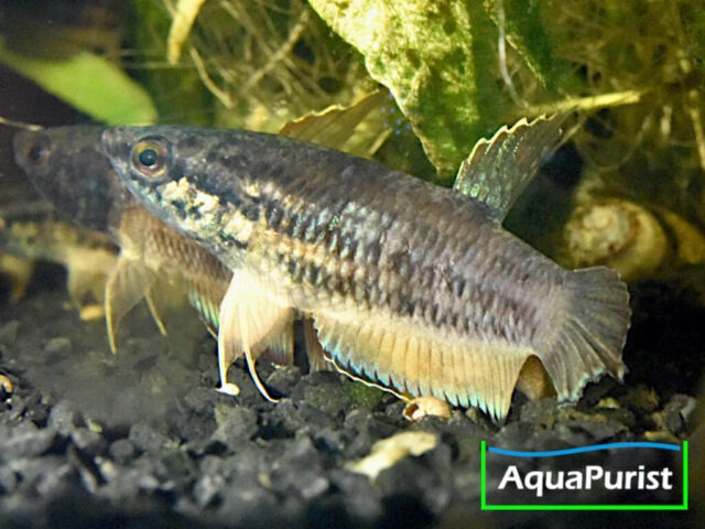 Betta simplex Krabi Kampffisch
