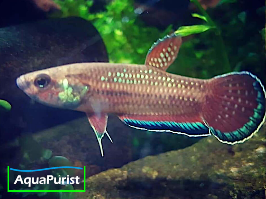 Betta simplex Krabi Kampffisch