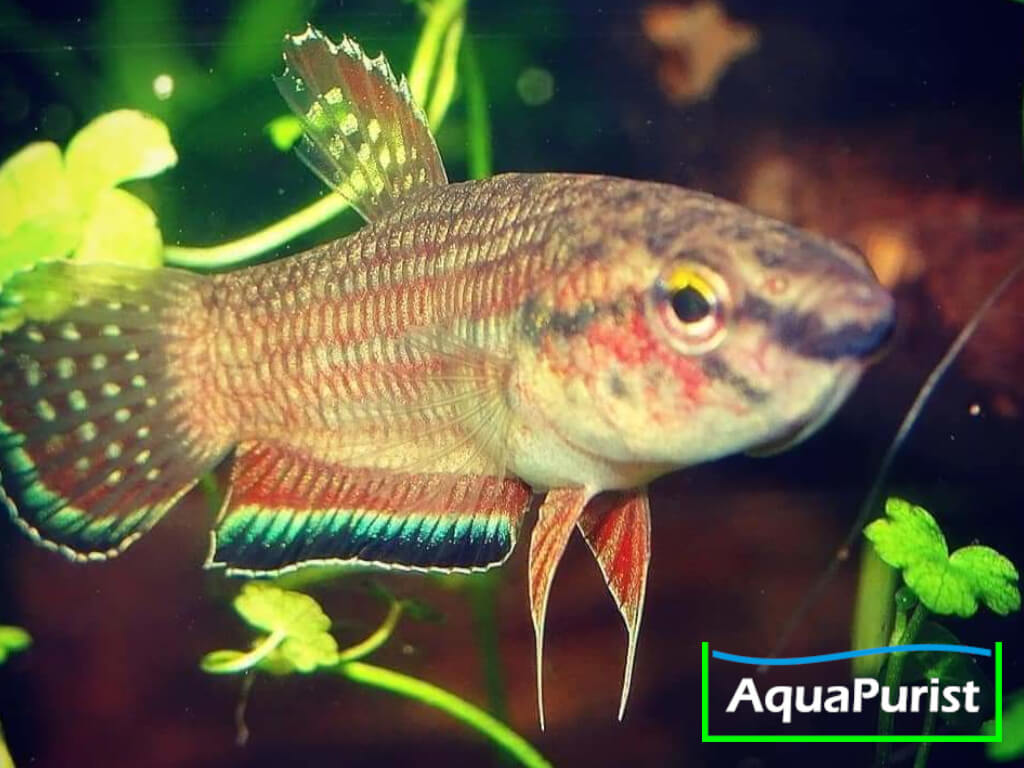 Betta simplex Krabi Kampffisch