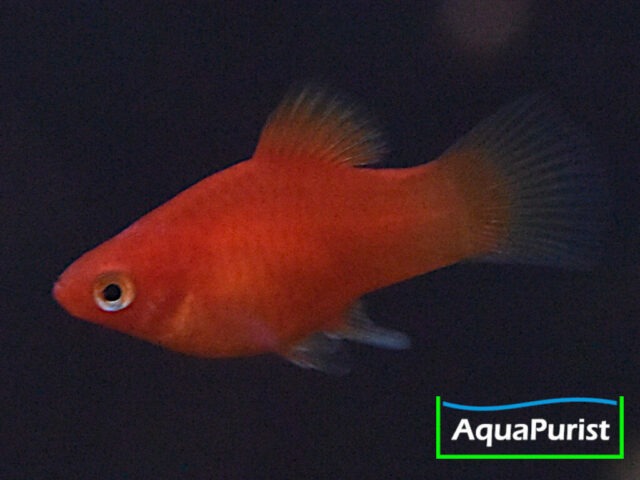 Roter Korallenplaty in seitlicher Ansicht