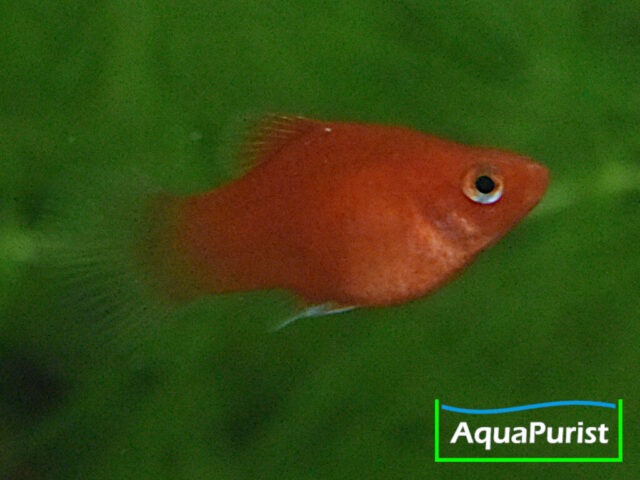 Roter Korallenplaty in seitlicher Ansicht