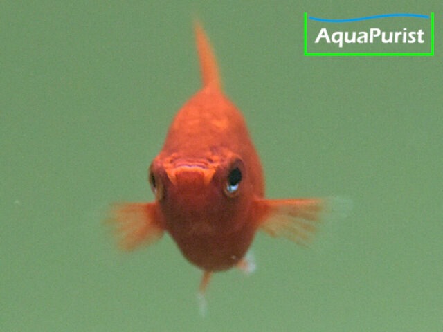 Roter Korallenplaty von vorn