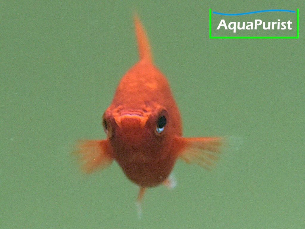 Roter Korallenplaty von vorn