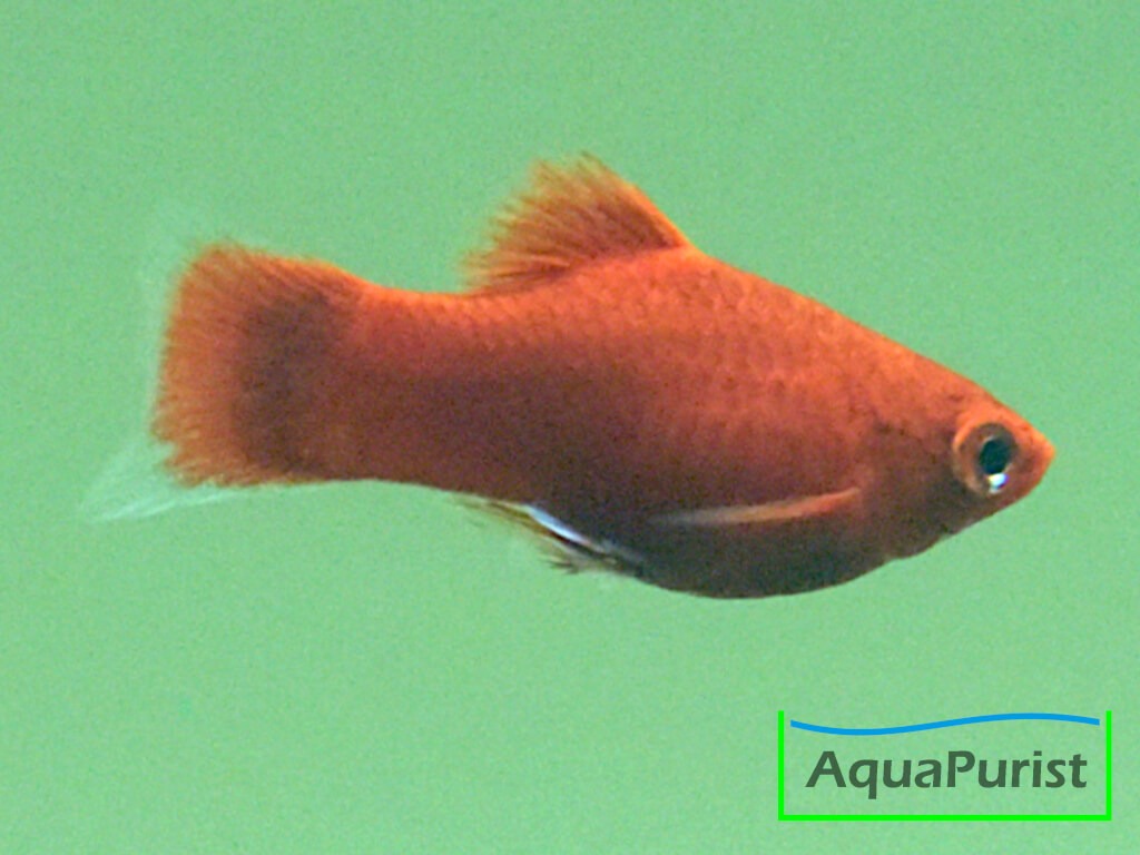 Roter Korallenplaty in seitlicher Ansicht