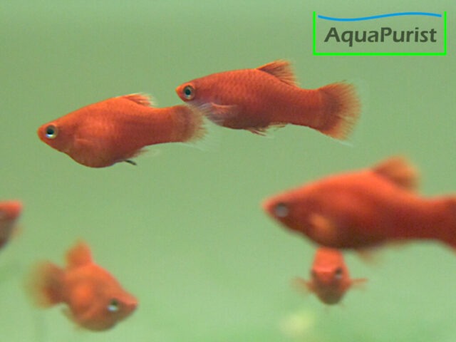 Gruppe roter Korallenplatys im Aquarium