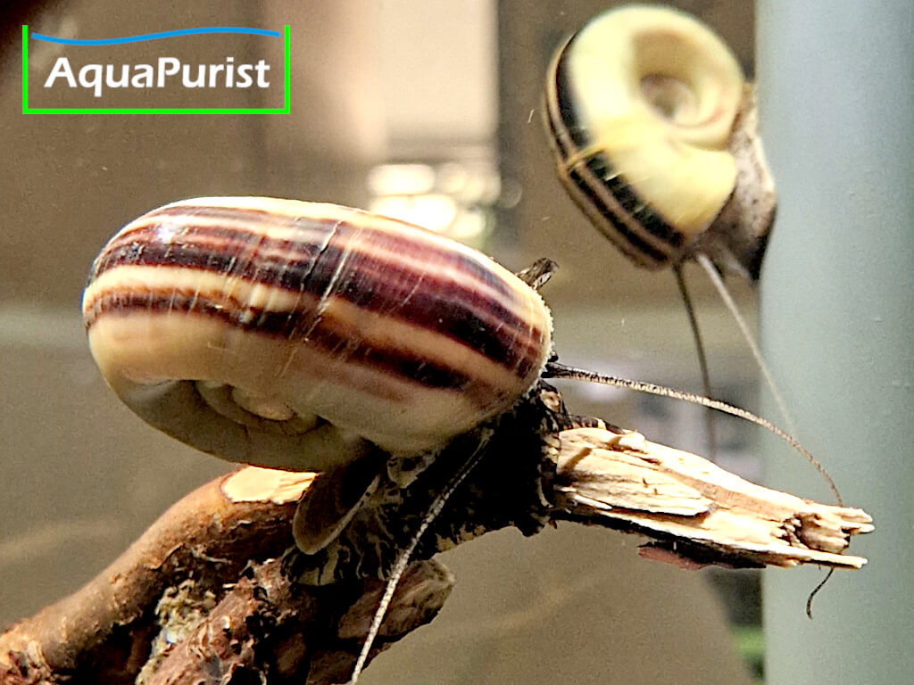 Paradiesschnecke Marisa cornuarietis