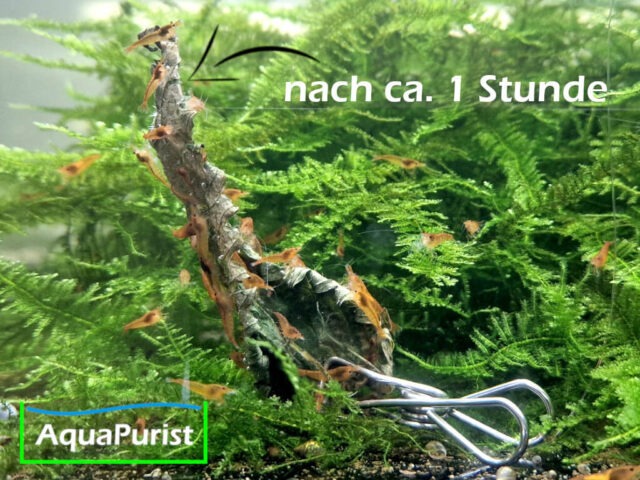 Brennnesselblätter (Urtica dioica)