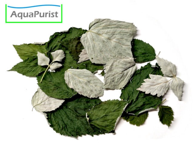 Himbeerblätter (Rubus idaeus)