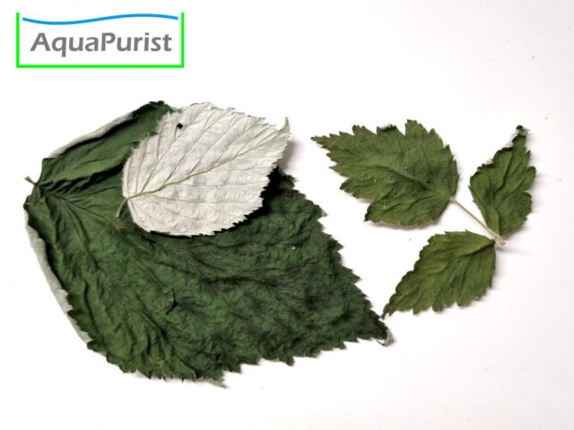 Himbeerblätter (Rubus idaeus)