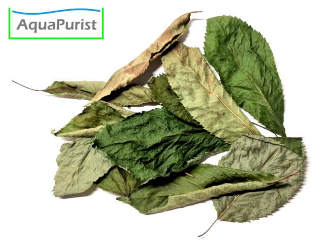 Kirschbaumblätter (Prunus avium) Kirschbaumblätter (Prunus avium)