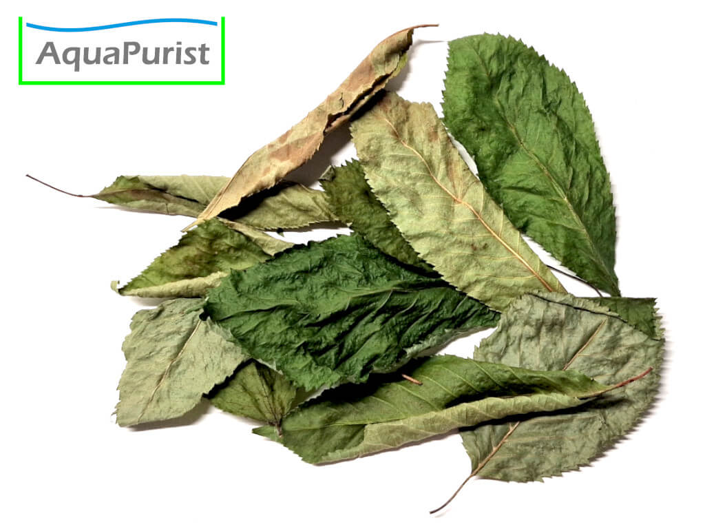 Kirschbaumblätter (Prunus avium) Kirschbaumblätter (Prunus avium)