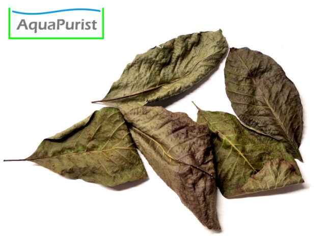 Walnussbaumblätter (Juglans regia)
