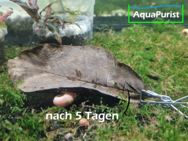 Walnussbaumblätter (Juglans regia)