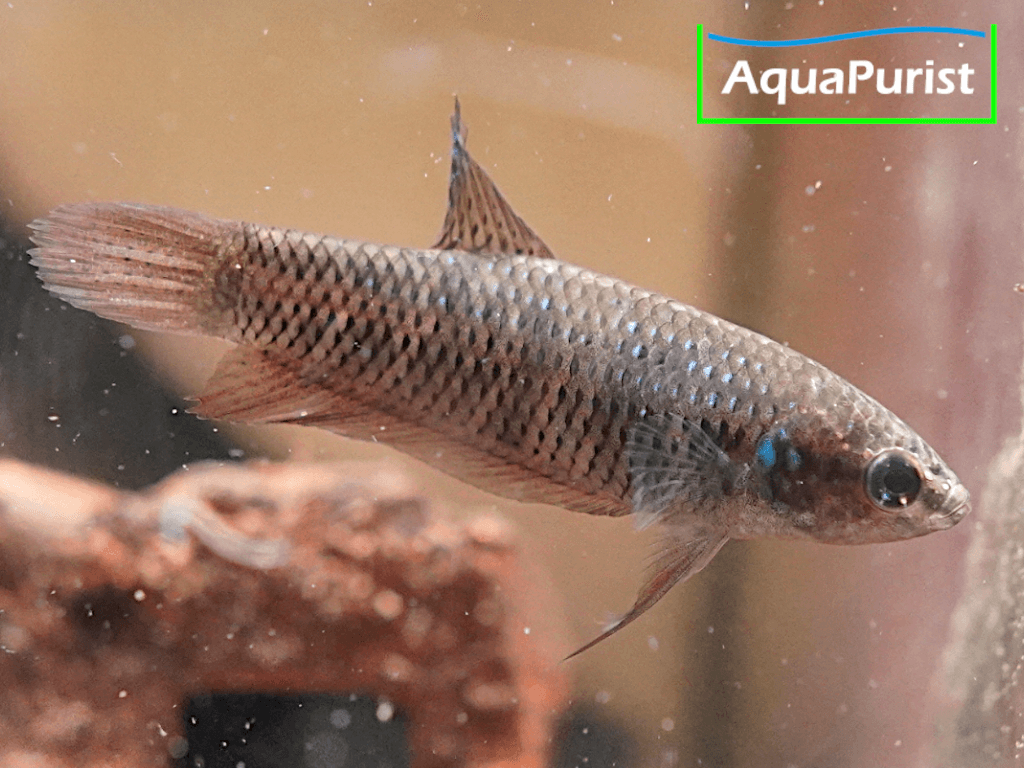 Betta smaragdina, Smaragd-Kampffisch Betta smaragdina, Smaragd-Kampffisch