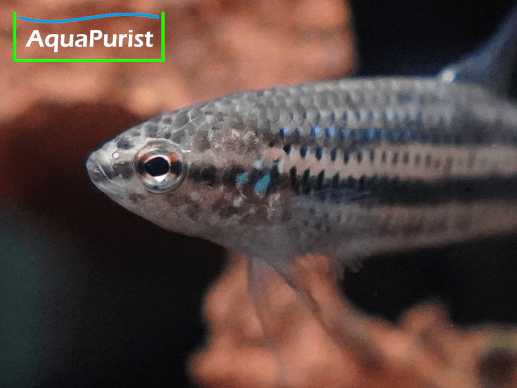 Betta smaragdina, Smaragd-Kampffisch Betta smaragdina, Smaragd-Kampffisch