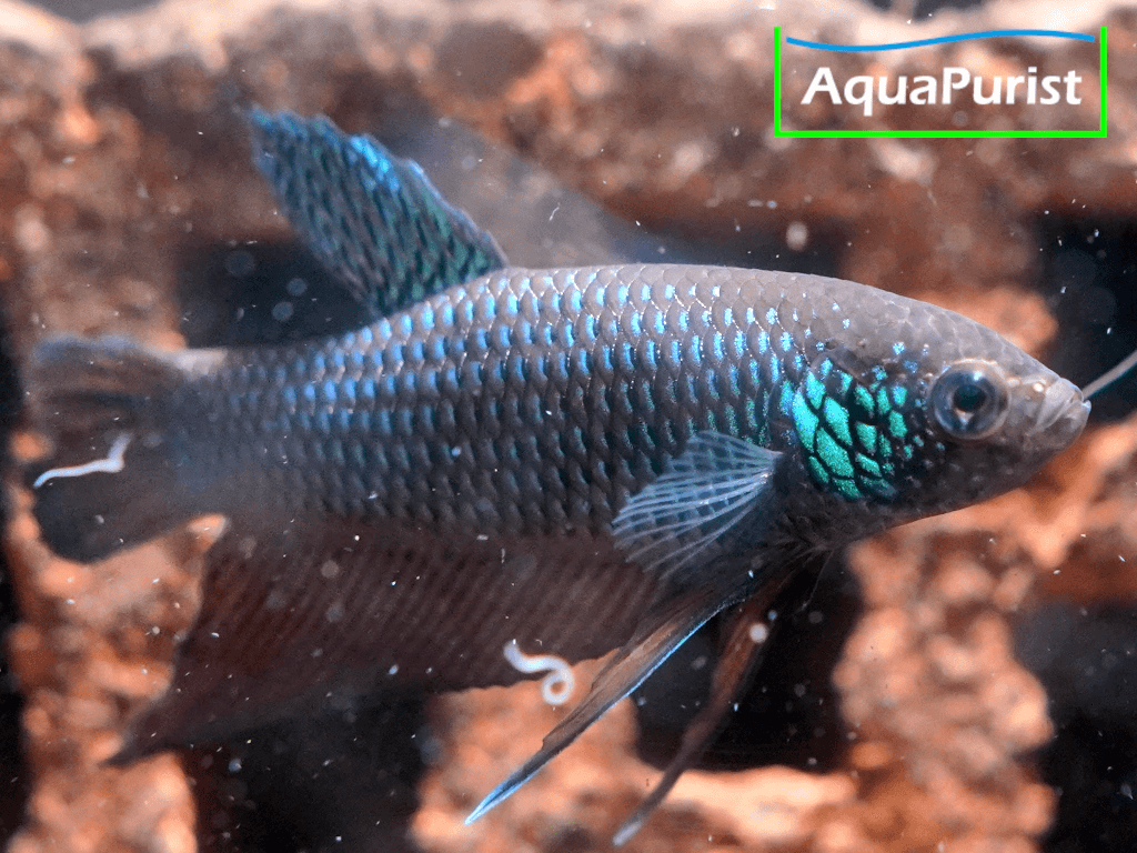 Betta smaragdina, Smaragd-Kampffisch Betta smaragdina, Smaragd-Kampffisch