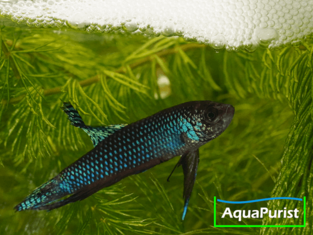 Betta smaragdina, Smaragd-Kampffisch 4 Smaragd-Kampffisch unter einem Schaumnest an der Wasseroberfläche