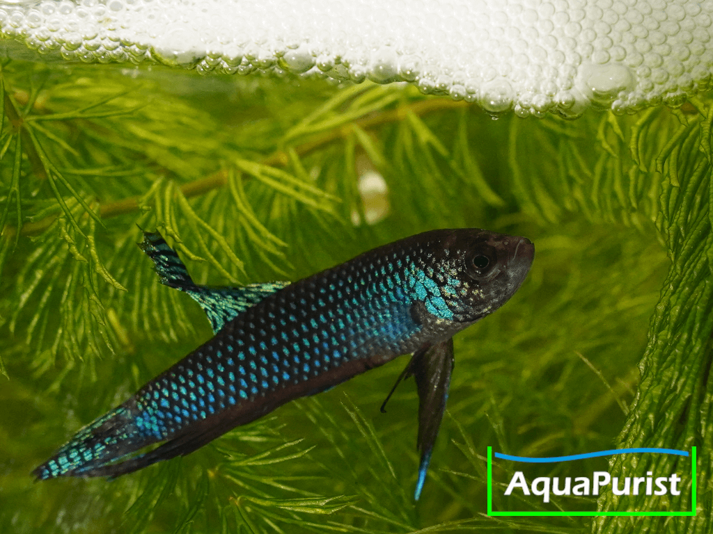 Betta smaragdina, Smaragd-Kampffisch 4 Smaragd-Kampffisch unter einem Schaumnest an der Wasseroberfläche