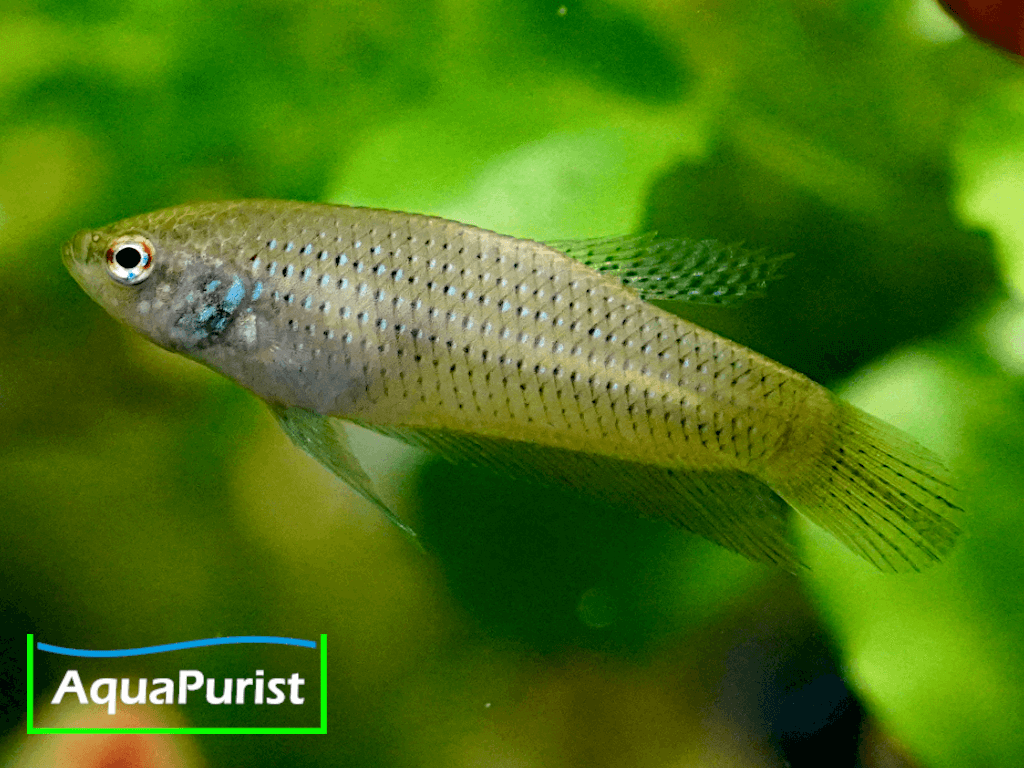Betta smaragdina, Smaragd-Kampffisch Betta smaragdina, Smaragd-Kampffisch
