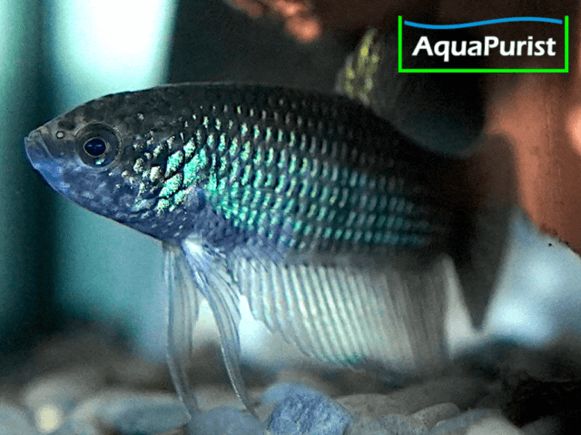 Betta smaragdina, Smaragd-Kampffisch Betta smaragdina, Smaragd-Kampffisch