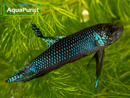 Smaragd-Kampffisch Guitar (Betta smaragdina) – Bueng Kan