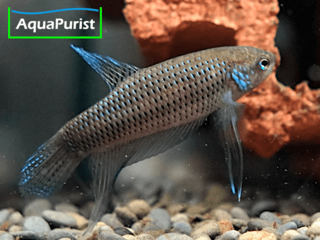 Betta smaragdina, Smaragd-Kampffisch Betta smaragdina, Smaragd-Kampffisch