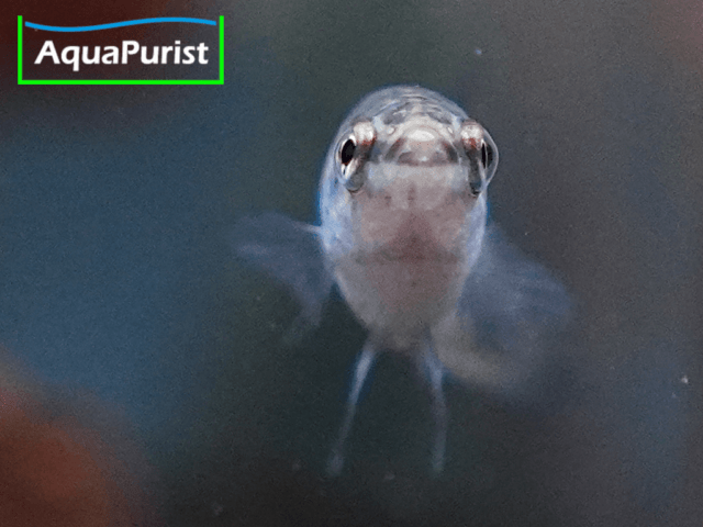 Betta smaragdina, Smaragd-Kampffisch Betta smaragdina, Smaragd-Kampffisch