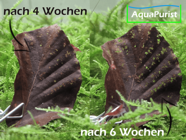 Buchenblätter (Fagus sylvatica) Buchenblätter (Fagus sylvatica)