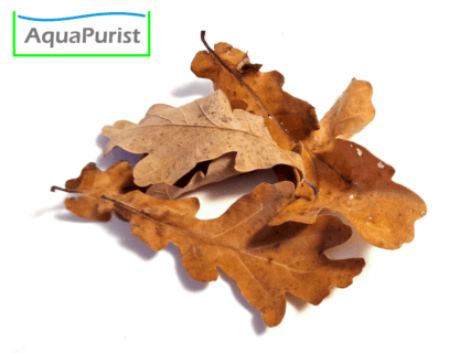 Eichenblätter (Quercus robur)