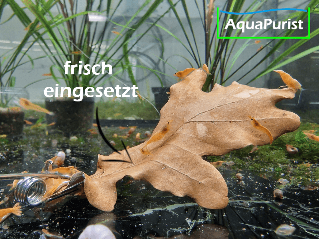Eichenblätter (Quercus robur)