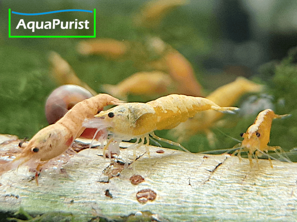 Jinsha Garnele Neocaridina davidi