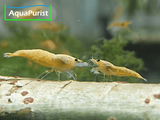 Jinsha Garnele Neocaridina davidi